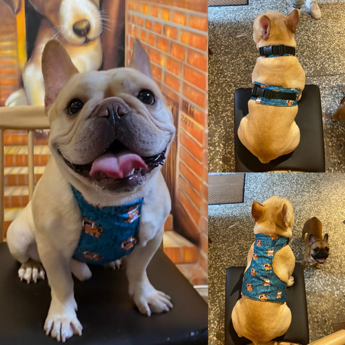 ★寵物肚兜/降溫衣★ > 潮流配件 > SassyDog 日韓寵物精品服飾